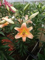 [5193 Zelmira VWS No01.JPG]